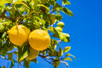 Lemon tree