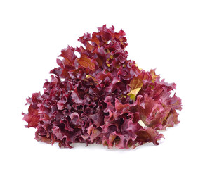Red oak Leaf lettuce isolated on white background