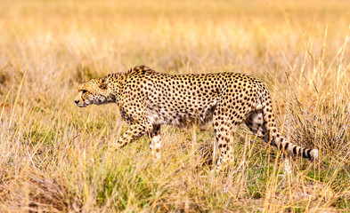 Wild Cheetah hunting