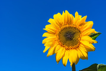 Sommerzeit Sonnenblume