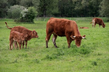 Fototapeta na wymiar the cow and his calf in a meadow