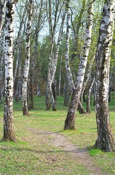 birch grove in the spring