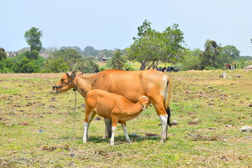 parent and child of the cow