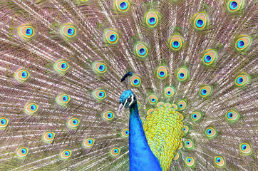 Obraz premium Beautiful peacock tail of disclosed.
