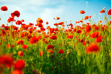 Fototapeta na wymiar The huge field of red poppies flowers. Sun and clouds.