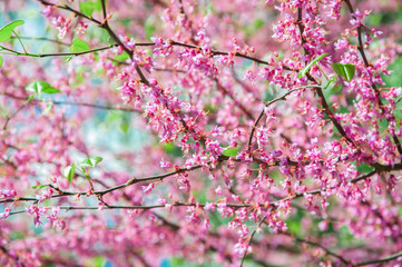with pink flowers tree