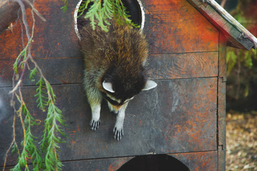 funny raccoon sleeping