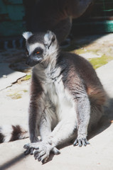 funny Lemur catta