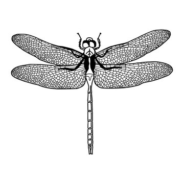 illustration vector hand draw doodles of black dragonfly isolated on white background