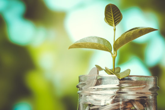 save money for investment concept plant growing out of coins mon
