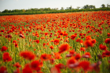 The huge field of red poppies flowers. Sun and clouds.