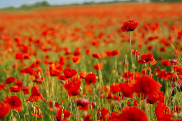 Fototapeta premium The huge field of red poppies flowers. Sun and clouds.