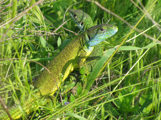 A mating pair of Lacerta viridis lizards in the grass