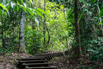 wooden way inside the forest of Taman Negara in Malaysia