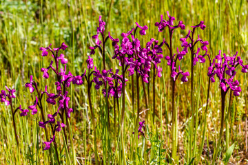 Orchis mascula. Satirión manchado. Orquídea.