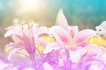 Pastel flowers, nature, light.