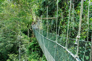 bridge canopy in the treetops of the trees in the forest of Taman Negara in Malaysia