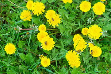 Obraz premium dandelions and bees