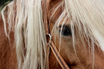 Pferd
