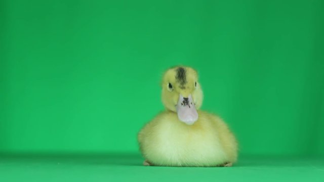 cute duck on a green screen