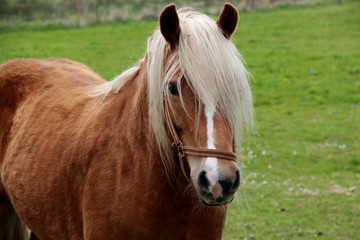 Pferd