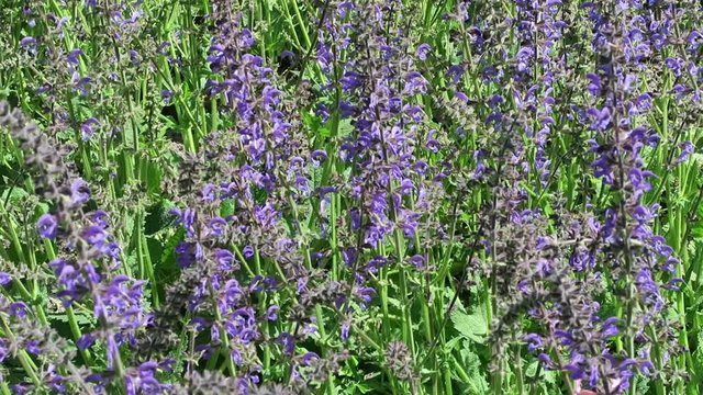 flowerbed of sage in bloom