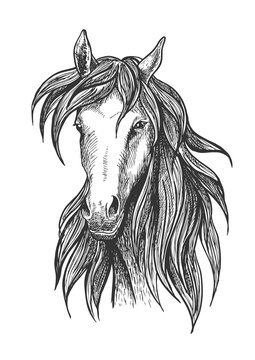 Athletic thoroughbred bay racehorse sketch symbol