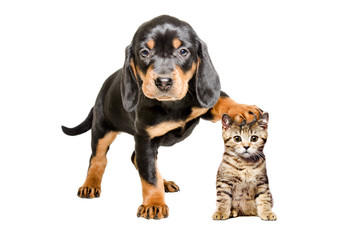 Puppy standing with paw on the head of a cat 