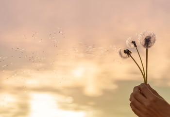 Obraz premium wind blows away dandelion seeds