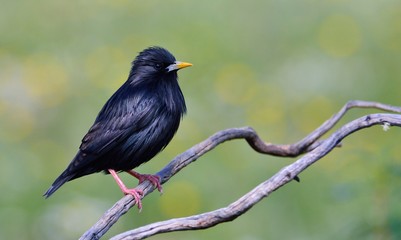 Spotless starling perched on a branch.