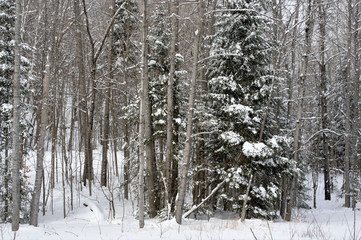 Winter in the Canadian forests