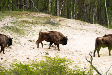 Herd of european bisons on sand dune