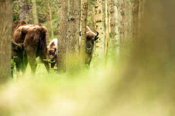 Bison behind tree in spring forest