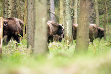 European bison herd walking in forest