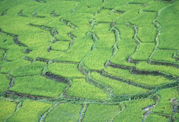 SRI LANKA NUWARA ELIYA RICE FIELD