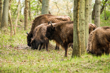 Herd of european bison in forest