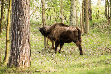 Obraz na płótnie Canvas European bison scratching neck on tree trunk