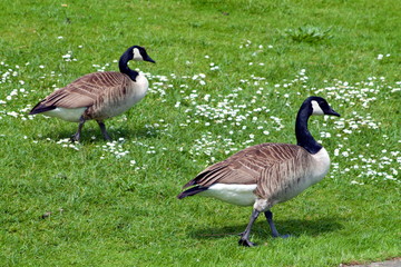 pair of geese on a green lawn