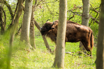 European bison scratching chin on tree trunk