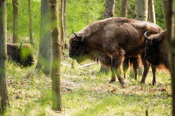 Side view of bison walking in forest