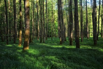 Fototapeta premium Trees and tall grasses in the forest in the early morning