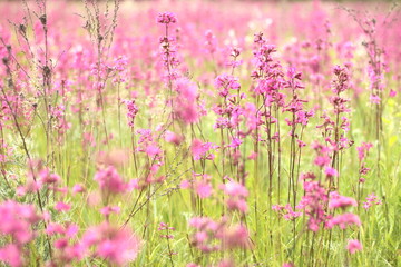 Naklejka premium photo of spring meadow with pink wildflowers, selective focus