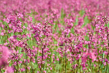 Pink flowers of fireweed (Epilobium or Chamerion angustifolium)