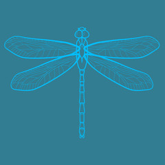 Dragonfly graphic vector illustration