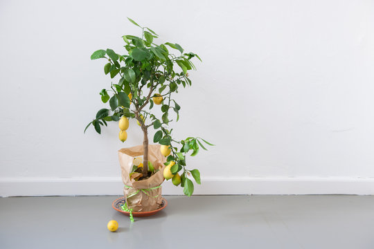 Lemon tree
