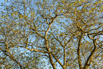 Ramas de Nogal. Juglans regia.
