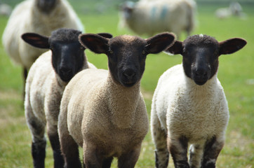 three little lambs in the fields