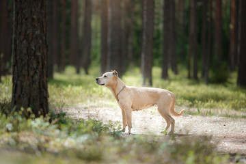 Obraz na płótnie Canvas Dog breed American Staffordshire Terrier walking in autumn park