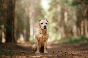 Dog breed American Staffordshire Terrier walking in autumn park