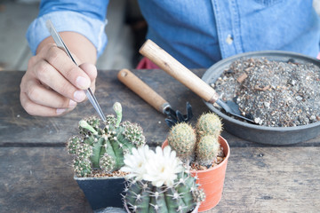 Gardening cactus in pot plant on wooden table
